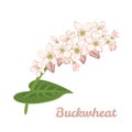 Vector illustration of a flowering buckwheat branch with green leaves in cartoon simple flat style.