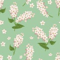 Seamless pattern with blooming buckwheat branches on green background. Vector illustration of cereal plant