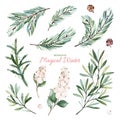 Botanical set with leaves,mistletoe,berries,conifer branches