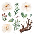 Botanical set with leaves,branches,horn,berries,conifer,white roses.