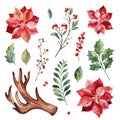 Botanical set with leaves,branches,horn,berries,holly,poinsettia flowers. Royalty Free Stock Photo