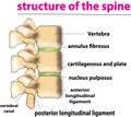 Human spine model side view isolated on black background