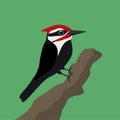 Cute Pileated woodpecker illustration