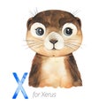 Cute Xerus for X letter.