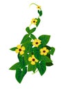 Beautiful Ivy Tropical Plant Cartoon Set Royalty Free Stock Photo