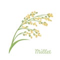 Proso millet panicum miliaceum spike isolated on white background. Vector illustration of cereal plant