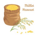 Sack full of proso millet grains isolated on white background. Vector illustration of cereal plant and heap of yellow seeds