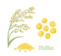 Roso millet isolated on white background. Cereal spike, yellow grains and heap of seeds. Vector illustration