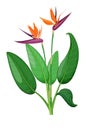 Beautiful Orange Hibiscus Flower Ivy Plant Cartoon