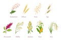 Cereal Plants set. Buckwheat, Wheat, Oats, Rye, Amaranth, Proso Millet, Quinoa, Corn, Rice isolated on white background.