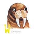 Cute Walrus for W letter.