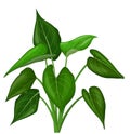 Cool Green Leaves Ivy Plant Cartoon