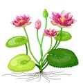 Beautiful Purple Lotus Flower Cartoon