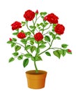 Beautiful Red Rose Flower Cartoon Royalty Free Stock Photo