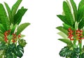 Cool Tropical Plants Cartoon