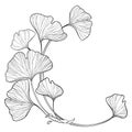 Vector corner branch with outline Gingko or Ginkgo biloba tree. Round bunch with ornate leaf in black isolated on white background Royalty Free Stock Photo