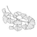 Vector branch with outline Gingko or Ginkgo biloba tree. Bunch with ornate leaf in black isolated on white background. Royalty Free Stock Photo