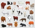 Domestic Cow Set Various Kind Identify Cartoon Vector