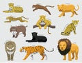 Feline Tiger Set Various Kind Identify Cartoon Vector-01