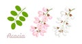 Sprigs of blooming acacia and green leaves isolated on white background. Acacia flowers pink, white. Vector floral illustration