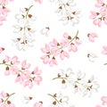 Acacia flowers seamless pattern. Branches of blooming acacia isolated on white background. Vector illustration of blossoming tree