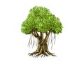 Banyan tree vector illustration with roots