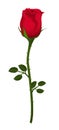 Beautiful red rose Isolated on white background. realistic gradient mesh vector illustration for valentine`s day.