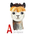 Cute Alpaca for A letter. Royalty Free Stock Photo