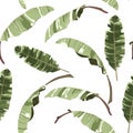 Seamless tropical pattern with banana palms leaves on white background. Royalty Free Stock Photo