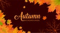 Autumn Background, Autumn leaves Background, Autumn Banner Backgrounds