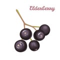 Elderberry isolated on a white background. Vector illustration, black elderberry icon