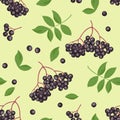 Branch of black elderberry with green leaves seamless pattern on yellow background. Vector illustration