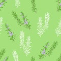 Rosemary branches seamless pattern. Vector cartoon color illustration of green blooming herbs