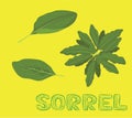 Herbs Indoor Microgreen Sorrel Vector Illustration