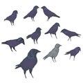 A flock of jackdaws - vector illustration