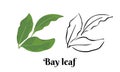 Bay leaf isolated on white background. Vector color illustration of aromatic green herbs