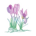 Vector bouquet with outline pastel purple Cyclamen or Alpine violet bunch, bud and leaf isolated on white background.