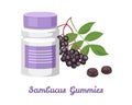 Sambucus Gummies in plastic bottle isolated on white background. Vector illustration of black elderberry branch