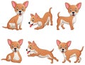 Set of funny chihuahua dog cartoon