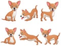 Set of funny chihuahua dog cartoon Royalty Free Stock Photo