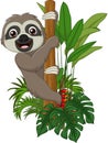 Cute baby sloth climbing on tree branch