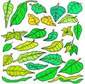 Illustrations collections leaves tree set Royalty Free Stock Photo