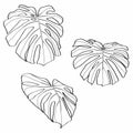 Line monstera leaf set, vector illustration. Beautiful natural outline icon or clip art. Exotic tropical jungle plant symbol.Print Royalty Free Stock Photo