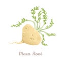 Maca root isolated on white background. Vector illustration of Peruvian ginseng in cartoon flat style.