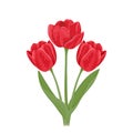 Bouquet of tulips. Three red spring flowers with green leaves and stems isolated on a white background. Royalty Free Stock Photo