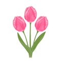 Vector pink tulips. Bouquet of three beautiful spring flowers with green stems and leaves Isolated on a white background. Royalty Free Stock Photo