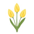 Bouquet of yellow tulips isolated on  white background. Vector spring flowers with green leaves and stems. Royalty Free Stock Photo