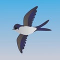 Cute common flying house martin