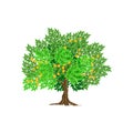 Orange tree vector illustration, orange plantation. isolated on white Royalty Free Stock Photo