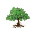 Mangrove tree vector illustration isolated. old tree vector..